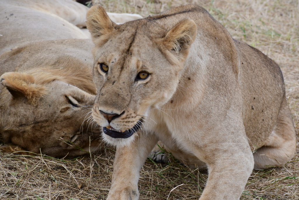 Drive to Central Serengeti